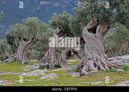 Olivenbaum (Olea Europaea SSP. Sativa), alten Olivenbäumen in einem Olivenhain, Spanien, Balearen, Mallorca Stockfoto