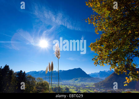 weißes Pampasgras (Cortaderia Selloana), Mythen, Blick auf Rigi auf helle Sonne, Schweiz, Kanton Schwyz, Ibach Stockfoto