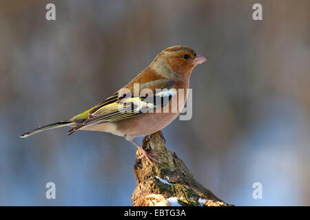 Buchfinken (Fringilla Coelebs), sitzt auf einem Baum-Stub, Deutschland Stockfoto