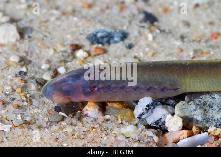 Bach, Neunaugen, Europäische Bach Bachneunauge (Lampetra Planeri), Porträt, Deutschland Stockfoto