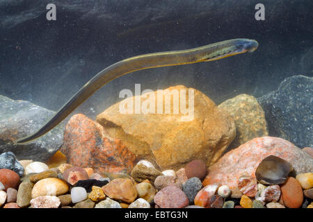 Bach, Neunaugen, Europäische Bach Bachneunauge (Lampetra Planeri), Larve, Deutschland Stockfoto