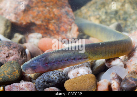 Bach, Neunaugen, Europäische Bach Bachneunauge (Lampetra Planeri), Larve, Deutschland Stockfoto