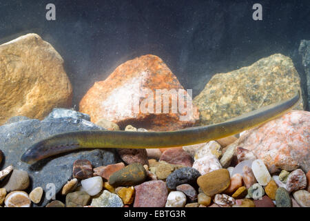 Bach, Neunaugen, Europäische Bach Bachneunauge (Lampetra Planeri), Larve, Deutschland Stockfoto