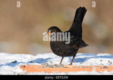 Amsel (Turdus Merula), ernähren sich von Körnern in einem Winter Futterplatz, Deutschland Stockfoto