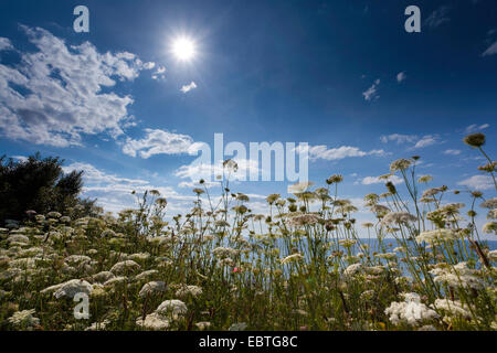 Blick über den Rand der Steilküste bedeckt mit Blumen, Deutschland, Mecklenburg-Vorpommern, Wustrow Stockfoto