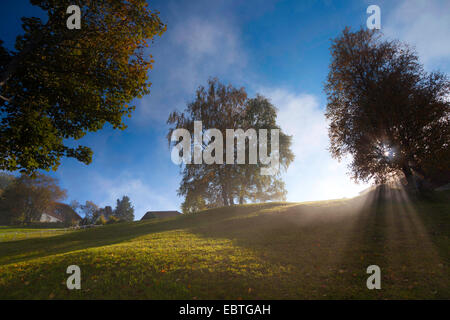 Bergwiese im Morgenlicht, Schweiz, Kanton Zug, Oberaegeri Stockfoto