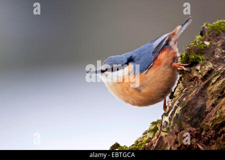 Eurasische Kleiber (Sitta Europaea), sitzt am moosigen Totholz, Deutschland, Schleswig-Holstein Stockfoto