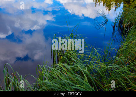 Wolken, die Spiegelung im Stausee Poehl, Deutschland, Sachsen, Vogtland, Jocketa Stockfoto