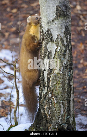 Europäischen Baummarder (Martes Martes), Klettern ein Baumstamm, Deutschland, Niedersachsen Stockfoto