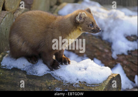 Europäischen Baummarder (Martes Martes), sitzen im Schnee, Deutschland, Niedersachsen Stockfoto