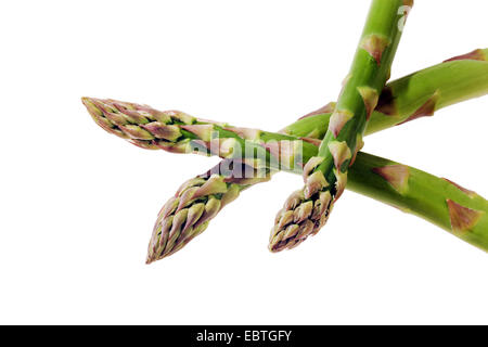 Garten-Spargel, Spatz Gras, Wildspargel (Spargel Officinalis), grüner Spargel Stockfoto