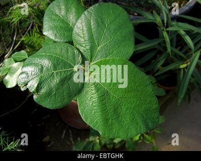 Sycamore Fig, Bergahorn, Sycomore, Fig-Maulbeere (Ficus Sycomorus), Blätter Stockfoto