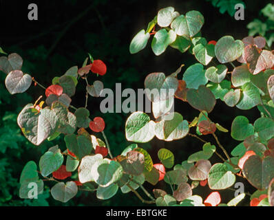 Disanthus (Disanthus Cercidifolius), im Herbst Stockfoto