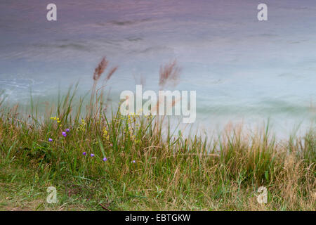 Gräser im Wind, Ostsee im Hintergrund, Deutschland, Mecklenburg-Vorpommern, Wustrow Stockfoto