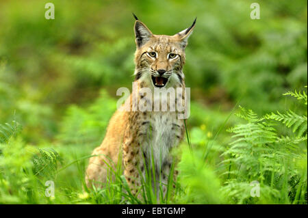 Eurasischer Luchs (Lynx Lynx), in der Wiese sitzen und Gähnen, Deutschland Stockfoto