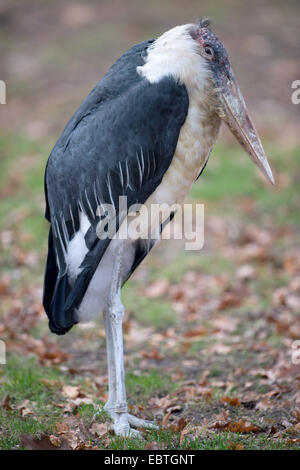 Berlin, Deutschland. 4. Dezember 2014. Ein Marabu steht in seiner Substanz im Zoo in Berlin, Deutschland, 4. Dezember 2014. Foto: Tim Brakemeier/Dpa/Alamy Live News Stockfoto