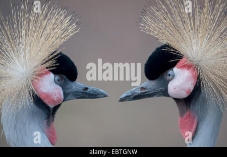 Berlin, Deutschland. 4. Dezember 2014. Zwei helle Krone Cranich Stand in ihrem Areal im Zoo in Berlin, Deutschland, 4. Dezember 2014. Foto: Tim Brakemeier/Dpa/Alamy Live News Stockfoto