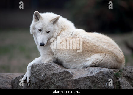 Berlin, Deutschland. 4. Dezember 2014. Ein kanadischer Wolf sitzt in seiner Substanz im Zoo in Berlin, Deutschland, 4. Dezember 2014. Foto: Tim Brakemeier/Dpa/Alamy Live News Stockfoto