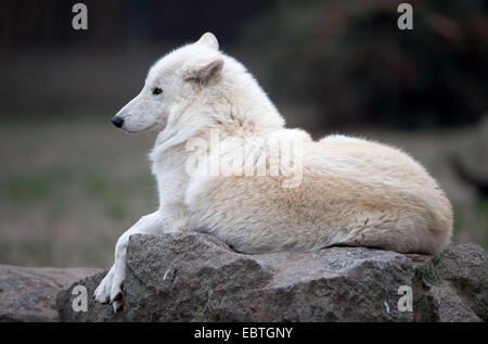 Berlin, Deutschland. 4. Dezember 2014. Ein kanadischer Wolf sitzt in seiner Substanz im Zoo in Berlin, Deutschland, 4. Dezember 2014. Foto: Tim Brakemeier/Dpa/Alamy Live News Stockfoto