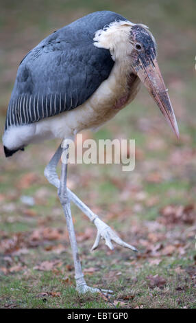 Berlin, Deutschland. 4. Dezember 2014. Ein Marabu steht in seiner Substanz im Zoo in Berlin, Deutschland, 4. Dezember 2014. Foto: Tim Brakemeier/Dpa/Alamy Live News Stockfoto