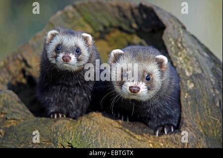 Europäischer Iltis (Mustela Putorius), zwei Iltissen aus Baum Loch, Deutschland, Niedersachsen Stockfoto