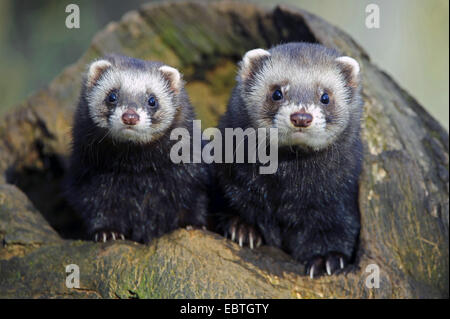 Europäischer Iltis (Mustela Putorius), zwei Iltissen aus Baum Loch, Deutschland, Niedersachsen Stockfoto