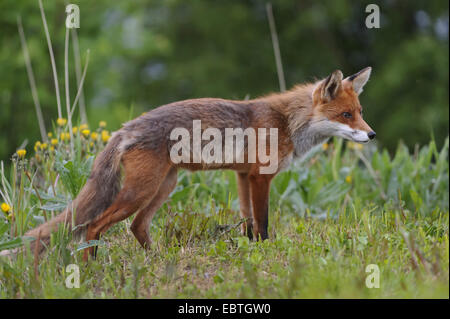 Rotfuchs (Vulpes Vulpes), stehend auf Wiese, Lauvsnes, Lauvsnes, Norwegen, Norwegen Stockfoto