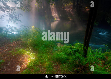 Fluss in einem Wald Morgen feucht, Triebtal, Vogtland, Sachsen, Deutschland Stockfoto