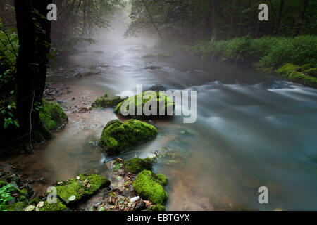 Fluss in einem Wald Morgen feucht, Triebtal, Vogtland, Sachsen, Deutschland Stockfoto