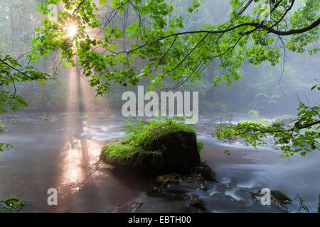 Sonnenstrahlen bei Forest Creek, Triebtal, Vogtland, Sachsen, Deutschland Stockfoto