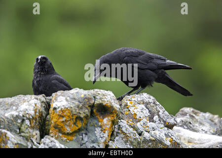 Nordwestliche Krähe (Corvus Caurinus), zwei Personen sitzen auf einem Felsen, USA, Alaska Stockfoto