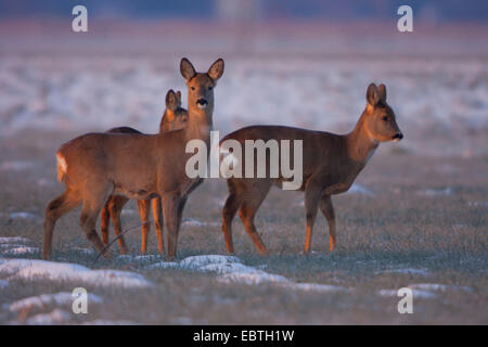 Reh (Capreolus Capreolus), Gruppe im Morgenlicht auf einer Wiese bedeckt mit Schnee und Raureif, Schweiz, Sankt Gallen Stockfoto