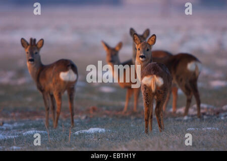 Reh (Capreolus Capreolus), Gruppe im Morgenlicht auf einer Wiese bedeckt mit Schnee und Raureif, Schweiz, Sankt Gallen Stockfoto