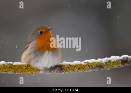 Rotkehlchen (Erithacus Rubecula), ruht auf einem Ast bei Schneefall, der Schweiz, Sankt Gallen Stockfoto