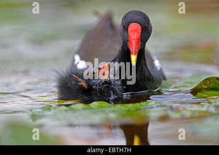 Teichhuhn (Gallinula Chloropus), Küken, betteln, Deutschland, Nordrhein-Westfalen Stockfoto