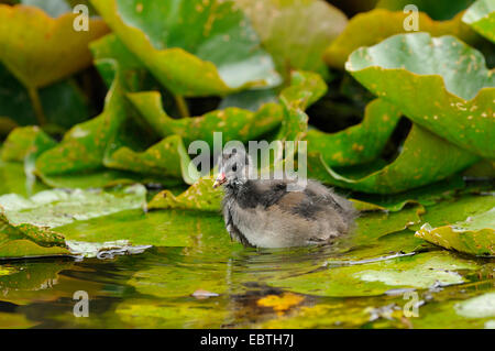 Teichhuhn (Gallinula Chloropus), Küken auf Seerose verlässt, Deutschland, Nordrhein-Westfalen Stockfoto