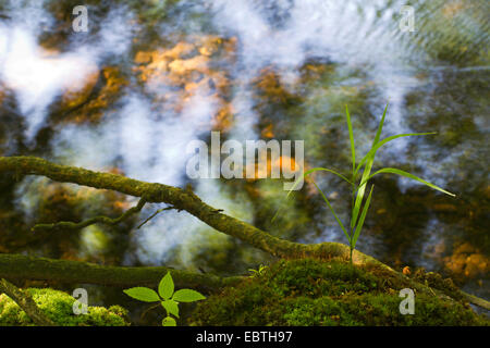 Blick aus einem moosigen Riverside auf dem Wasser spiegelt den Himmel, Triebtal, Vogtland, Sachsen, Deutschland Stockfoto