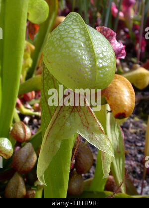 California Kannenpflanze, Cobra Lily Pflanze (Darlingtonia Californica), trap Blatt Stockfoto