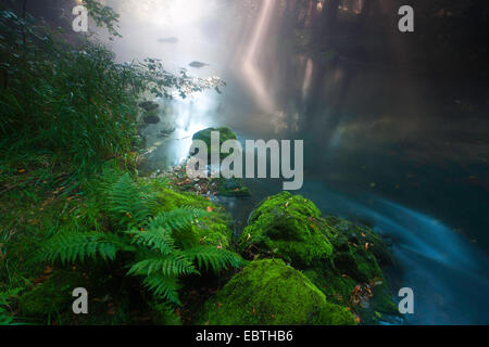 Fluss in einem Wald Morgen feucht, Triebtal, Vogtland, Sachsen, Deutschland Stockfoto