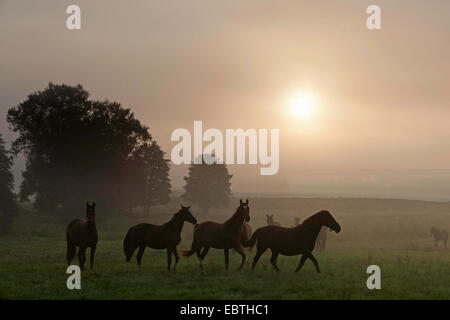 Herde von Pferden auf Koppel Morgen feucht bei Sonnenaufgang, Deutschland Stockfoto