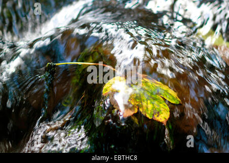 Bergahorn, große Ahorn (Acer Pseudoplatanus), Ahornblatt in einem Bach, Triebtal, Vogtland, Sachsen, Deutschland Stockfoto