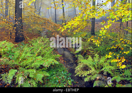 Buchenwald im Herbst, Deutschland, North Rhine-Westphalia, Hiesfelder Wald Stockfoto
