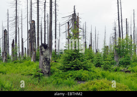 tote Bäume und Waldverjüngung, Deutschland, Bayern Stockfoto