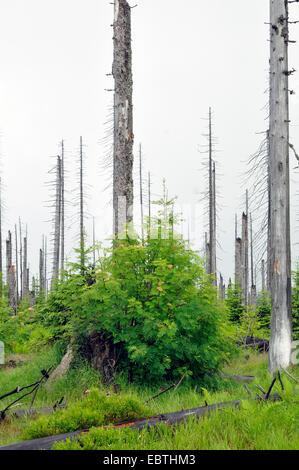 tote Bäume und Waldverjüngung, Deutschland, Bayern Stockfoto