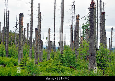 tote Bäume und Waldverjüngung, Deutschland, Bayern Stockfoto