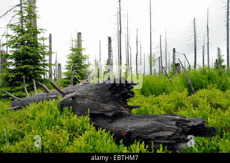 tote Bäume und Waldverjüngung, Deutschland, Bayern Stockfoto