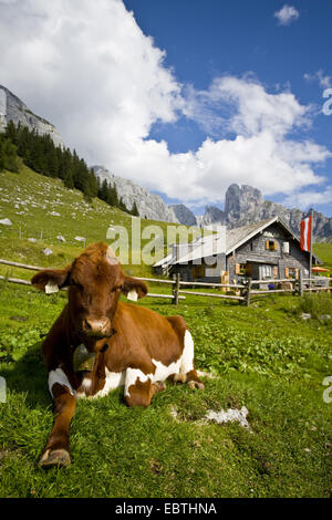 Hausrind (Bos Primigenius F. Taurus), Kuh liegen in einer Bergwiese vor einer Almhütte, Österreich, Bischofmuetze, Gosaukamm Stockfoto