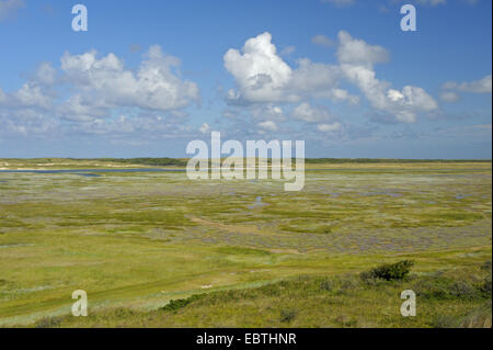 Naturschutzgebiet De Slufter, Niederlande, Texel Stockfoto