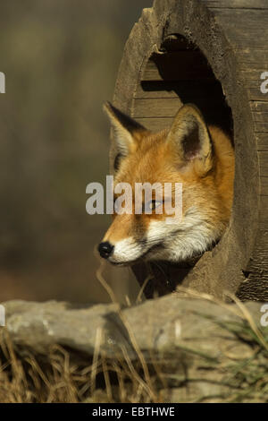 Rotfuchs (Vulpes Vulpes), der Blick aus einem hohlen Protokoll, Deutschland Stockfoto