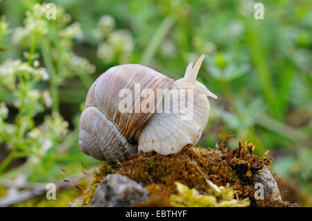 Römische Schnecke, Schnecken, Schnecken Schnecke, essbare Schnecken, Apfelschnecke, Weinrebe Schnecke, Weinbergschnecke, Rebe-Schnecke (Helix Pomatia), auf einem bemoosten Stein, Deutschland, Nordrhein-Westfalen Stockfoto